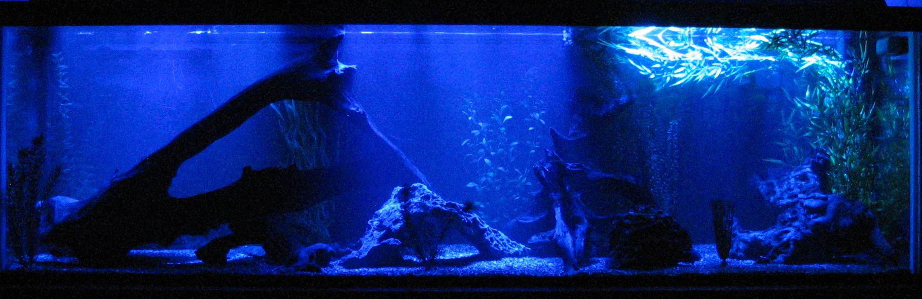 moonlight aquarium