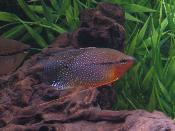 Pearl Gourami