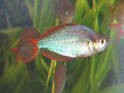 Praecox Rainbowfish