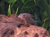 Corydoras Sterbai