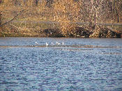 Seagulls on Ice