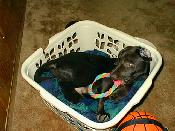 Laundry Basket