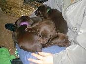 Puppies on Lap