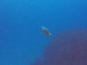 gopr0233.jpg