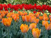 tulip04.jpg