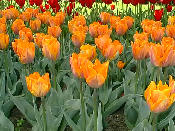 tulip05.jpg