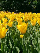 tulip06.jpg