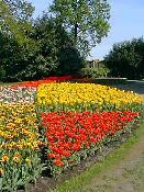 tulip09.jpg