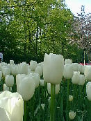 tulip16.jpg