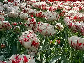 tulip17.jpg