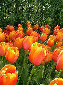 tulip19.jpg