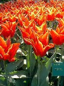 tulip20.jpg