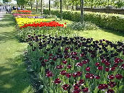 tulip33.jpg