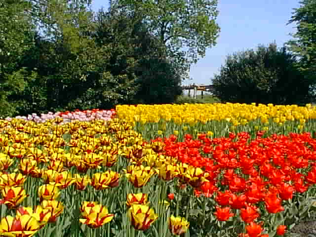 keukenhof